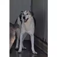 Foto dell\'animale COMUNE DI OTTAVIANO - 380260043530423