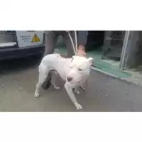 Foto dell\'animale COMUNE DI OTTAVIANO - 380260140044160