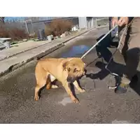 Foto dell\'animale COMUNE DI CANOSA DI PUGLIA - 380260043173982