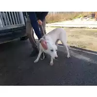 Foto dell\'animale COMUNE DI CANOSA DI PUGLIA - 380260043158717