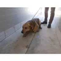 Foto dell\'animale COMUNE DI CANOSA DI PUGLIA - 380260043158596