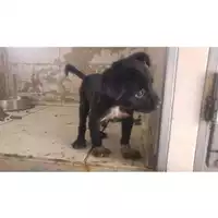 Foto dell\'animale COMUNE DI SAN VITALIANO - 380260043499828