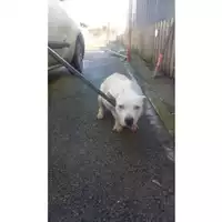 Foto dell\'animale COMUNE DI TERZIGNO - 380260043499679
