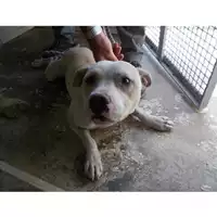 Foto dell\'animale COMUNE DI OTTAVIANO - 380260043088502