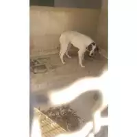 Foto dell\'animale COMUNE DI TERZIGNO - 380260043500751