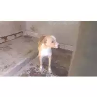 Foto dell\'animale COMUNE DI TERZIGNO - 380260043499715