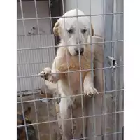 Foto dell\'animale COMUNE DI OTTAVIANO - 380260100655704