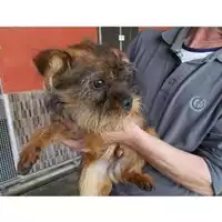 Foto dell\'animale COMUNE DI SCISCIANO - 380260043506888