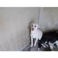 Foto dell\'animale COMUNE DI SAN GIUSEPPE VESUVIANO - 380260043499485