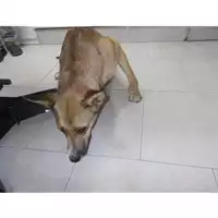 Foto dell\'animale COMUNE DI STRIANO - 380260043482797
