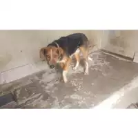 Foto dell\'animale COMUNE DI STRIANO - 380260043482891