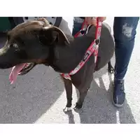 Foto dell\'animale COMUNE DI SAN GIUSEPPE VESUVIANO - 380260042385941