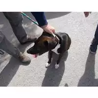 Foto dell\'animale COMUNE DI SAN GIUSEPPE VESUVIANO - 380260042385838