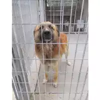 Foto dell\'animale COMUNE DI SAN GIUSEPPE VESUVIANO - 380260043983216