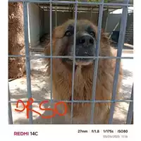 Foto dell\'animale COMUNE DI SAN GIUSEPPE VESUVIANO - 380260043983216
