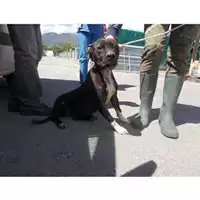 Foto dell\'animale COMUNE DI OTTAVIANO - 380260043983474
