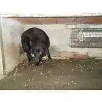 Foto dell\'animale COMUNE DI PIMONTE - 380260043983568