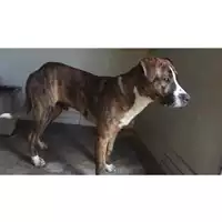 Foto dell\'animale COMUNE DI SAN VITALIANO - 380260043962118