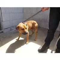 Foto dell\'animale COMUNE DI SAN GIUSEPPE VESUVIANO - 380260043962071