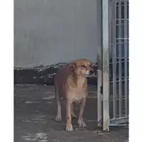 Foto dell\'animale COMUNE DI TERZIGNO - 380260043962812