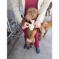 Foto dell\'animale COMUNE DI POMPEI - 380260043096014