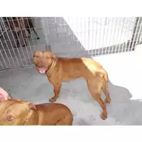 Foto dell\'animale COMUNE DI POMPEI - 380260043095752