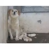 Foto dell\'animale COMUNE DI OTTAVIANO - 380260043945948