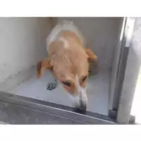Foto dell\'animale COMUNE DI OTTAVIANO - 380260043945116