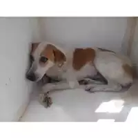 Foto dell\'animale COMUNE DI OTTAVIANO - 380260043945395