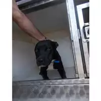 Foto dell\'animale COMUNE DI SANT'EGIDIO DEL MONTE ALBINO - 380260043979955