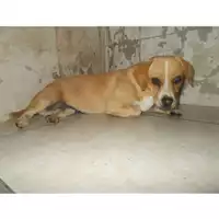 Foto dell\'animale COMUNE DI OTTAVIANO - 380260043944014