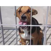 Foto dell\'animale COMUNE DI POMPEI - 380260043475924