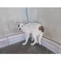 Foto dell\'animale COMUNE DI TERZIGNO - 380260043762202