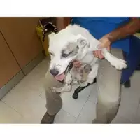 Foto dell\'animale COMUNE DI OTTAVIANO - 380260043948197