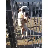 Foto dell\'animale COMUNE DI STRIANO - 380260043762109
