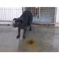 Foto dell\'animale COMUNE DI SAN GIUSEPPE VESUVIANO - 380260043710031