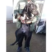 Foto dell\'animale COMUNE DI OTTAVIANO - 380260043967546