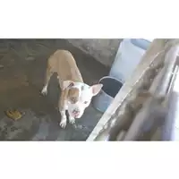Foto dell\'animale COMUNE DI POMPEI - 380260043762146