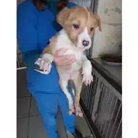 Foto dell\'animale COMUNE DI SAN VITALIANO - 380260043955214