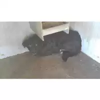 Foto dell\'animale COMUNE DI SAN GIUSEPPE VESUVIANO - 380260043951159