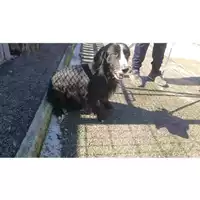 Foto dell\'animale COMUNE DI SAN GIUSEPPE VESUVIANO - 380260043965026