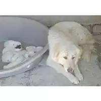 Foto dell\'animale COMUNE DI TERZIGNO - 380260043947267