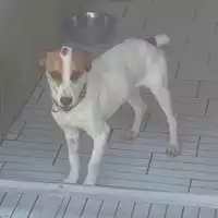 Foto dell\'animale COMUNE DI OTTAVIANO - 380260043947040