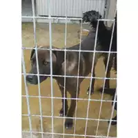 Foto dell\'animale COMUNE DI SAN GIUSEPPE VESUVIANO - 380260043947170