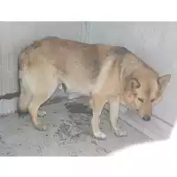 Foto dell\'animale COMUNE DI TERZIGNO - 380260043947943