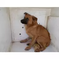 Foto dell\'animale COMUNE DI OTTAVIANO - 380260043702608