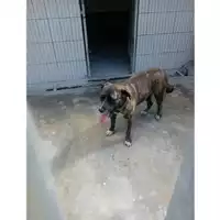 Foto dell\'animale COMUNE DI STRIANO - 380260043961478