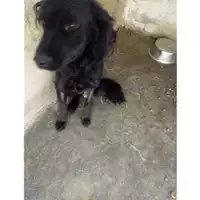 Foto dell\'animale COMUNE DI OTTAVIANO - 380260043966692