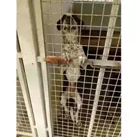 Foto dell\'animale COMUNE DI OTTAVIANO - 380260043966669