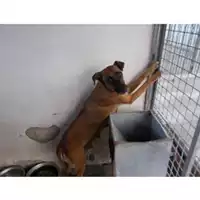 Foto dell\'animale COMUNE DI CASAMARCIANO - 380260043965808